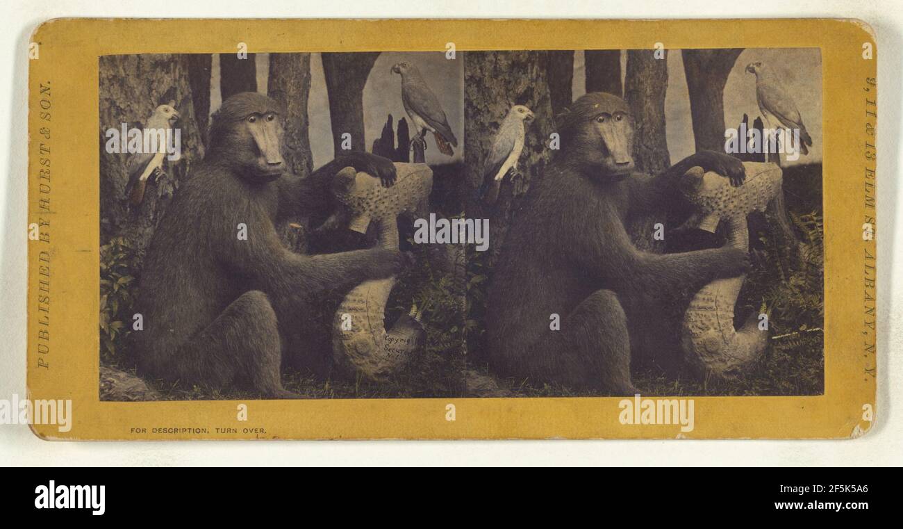 Il Gorilla, dall'Africa, dovrebbe essere il nostro prossimo di parentela. Eugene S. M. Haines (americano, 1833 - 1909) Foto Stock