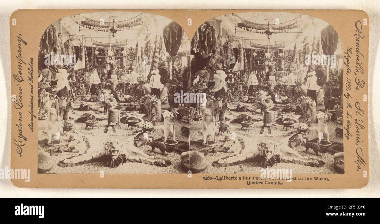 Laliberte's Fur Parlor - il più raffinato al mondo, Quebec Canada. B. L. Singley (americano, 1864 - 1938) Foto Stock