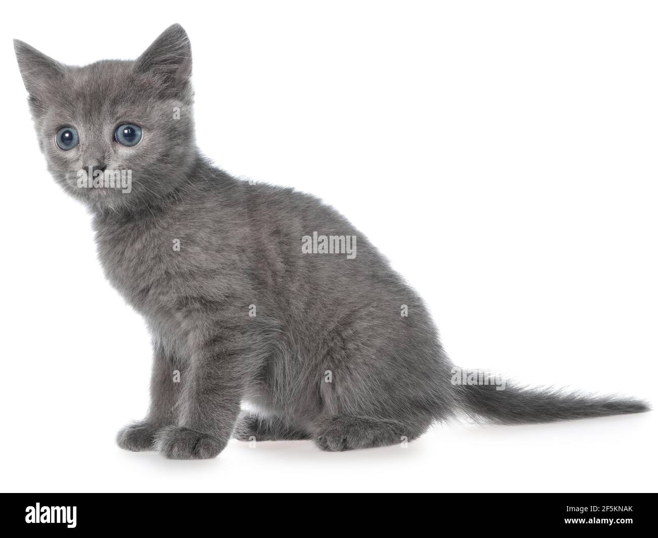 Piccolo gattino grigio per capelli corti seduto isolato su sfondo bianco. Foto Stock