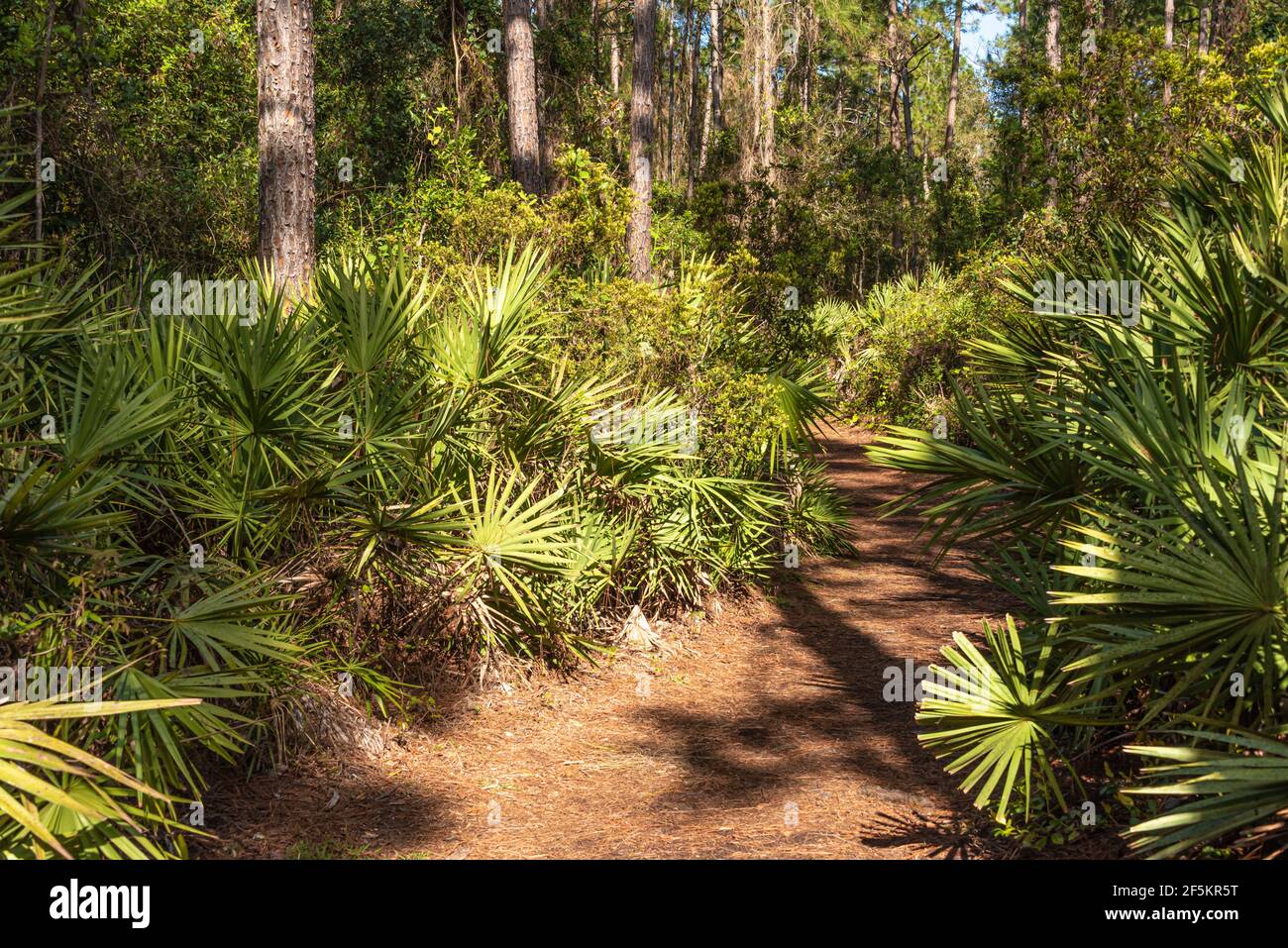 Potrai vedere palme e pini lungo il percorso spagnolo del laghetto nella riserva storica ed ecologica di Timucuan, vicino a Jacksonville, Florida. (STATI UNITI) Foto Stock
