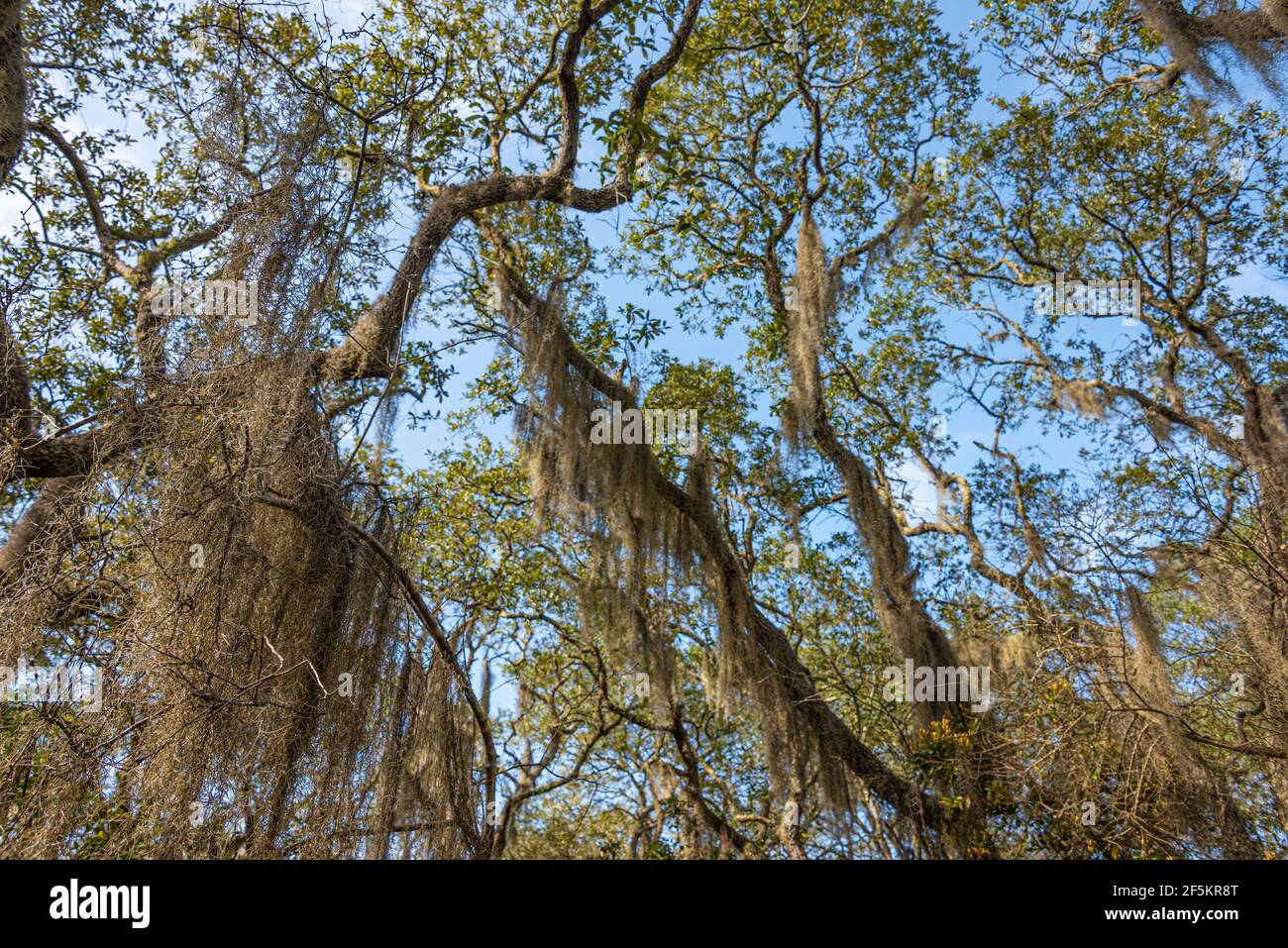 Baldacchino di alberi di quercia dal vivo con muschio spagnolo sul percorso spagnolo Pond Loop Trail a Jacksonville, la riserva storica e ecologica Timucuan della Florida. Foto Stock