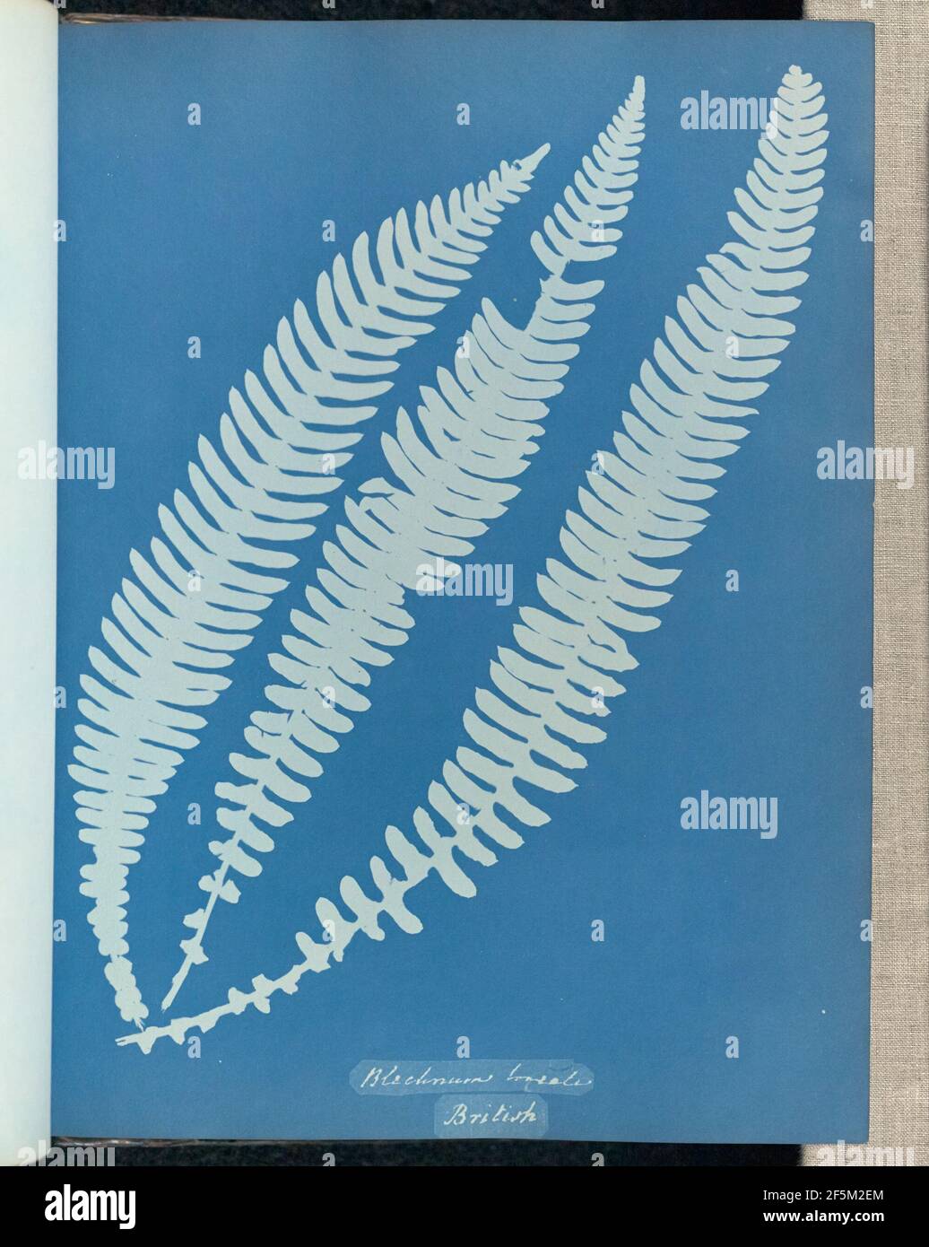 Blechnum boreale, inglese. Foto Stock