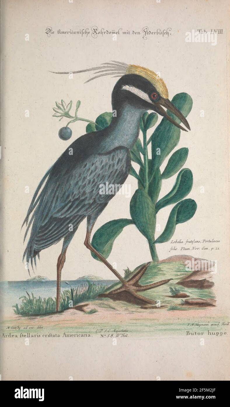 Recueil de divers oiseaux étrangers et peu communs (Tab. LVIII) Foto Stock