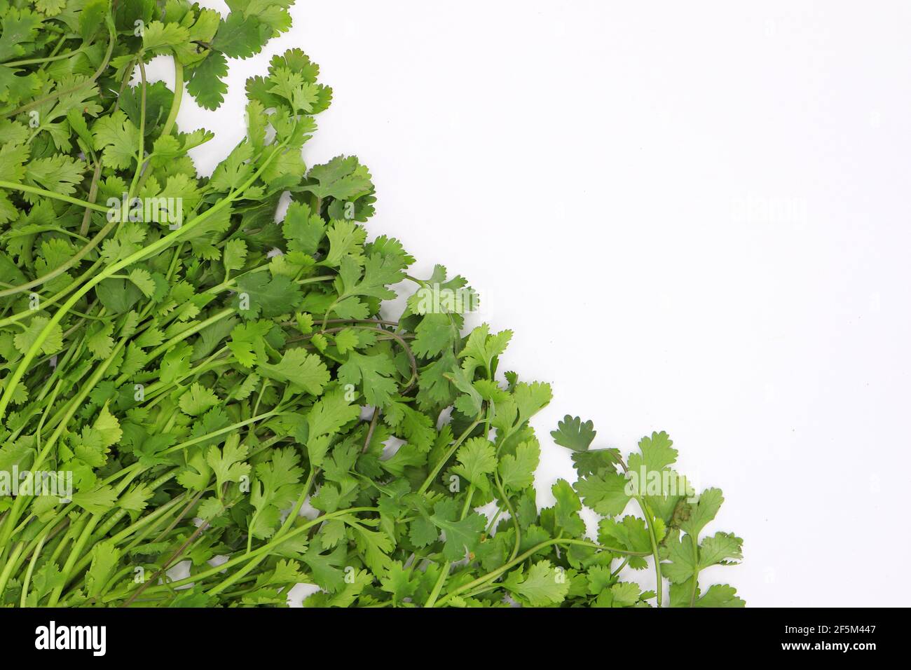 Mazzetto di foglie di coriandolo fresco su sfondo bianco Foto Stock
