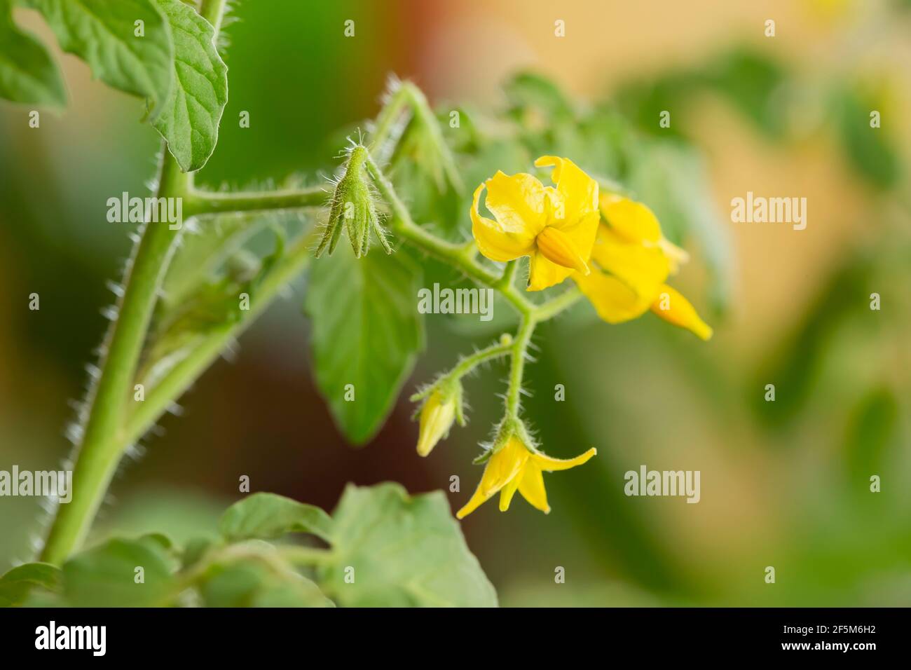 giovane pianta di pomodoro con fiori. Foto Stock