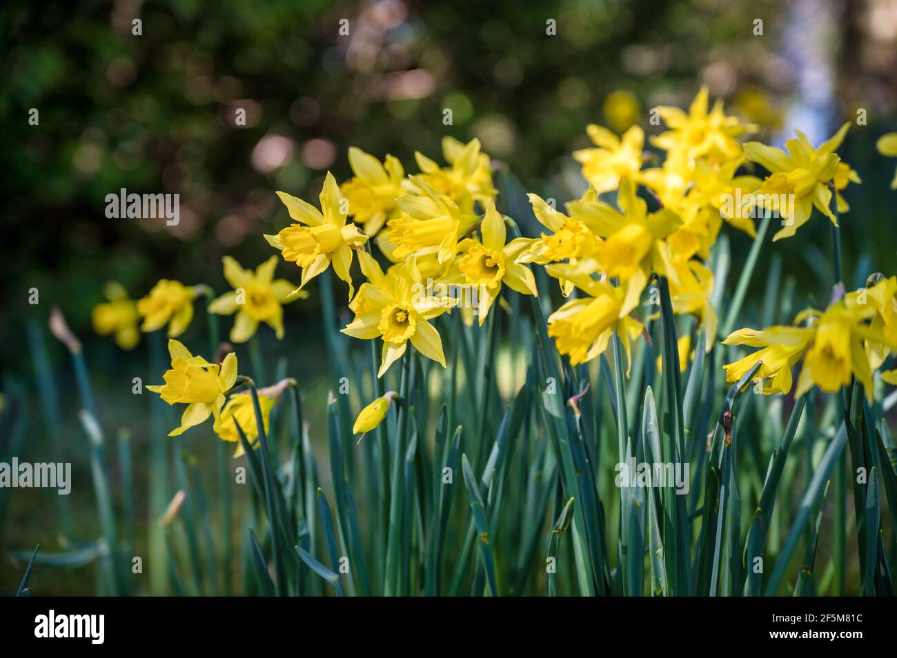 Molti Daffodils fioriscono alla luce del sole primaverile in Irlanda Foto Stock