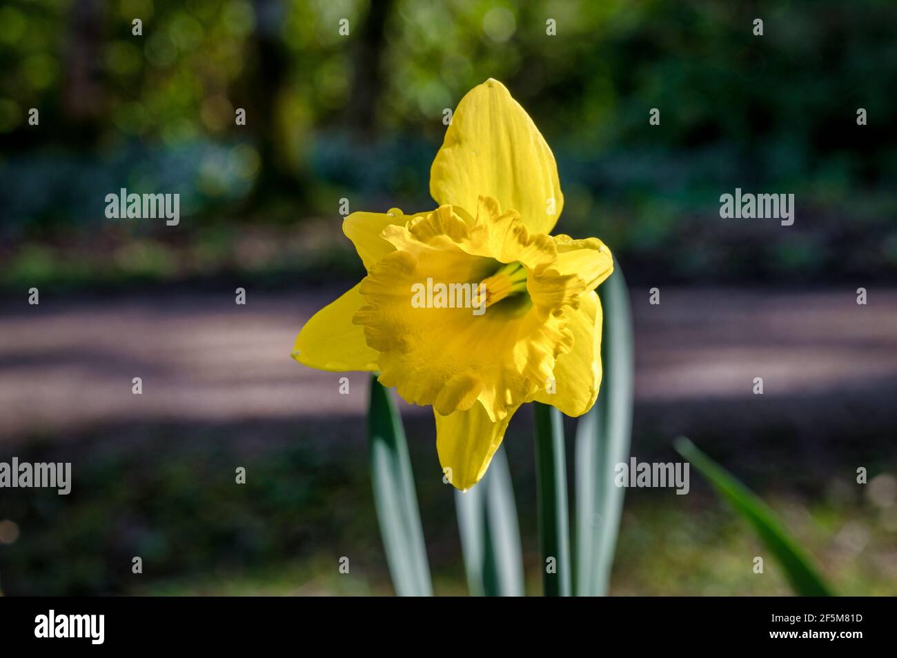 Primo piano di un solo Daffodil in fiore in primavera Luce del sole in Irlanda Foto Stock