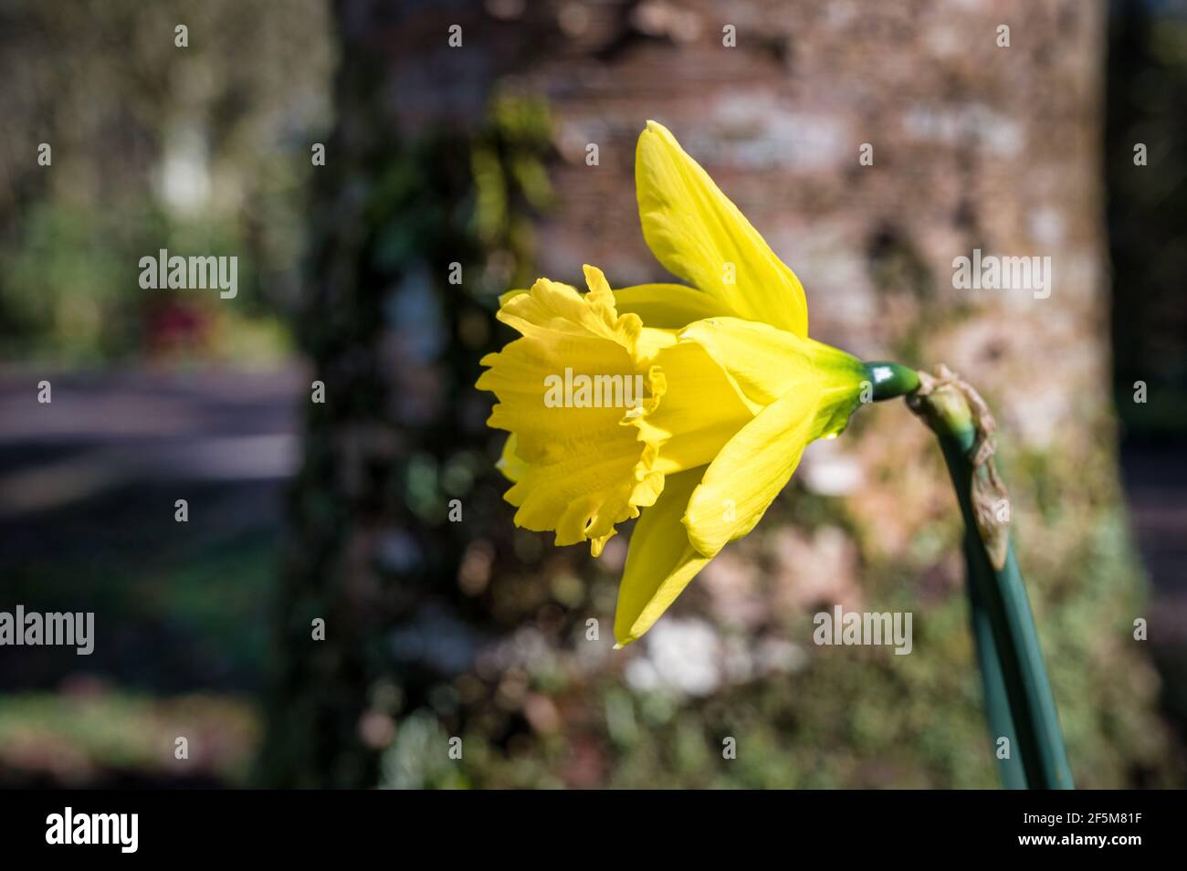 Molti Daffodils fioriscono alla luce del sole primaverile in Irlanda Foto Stock