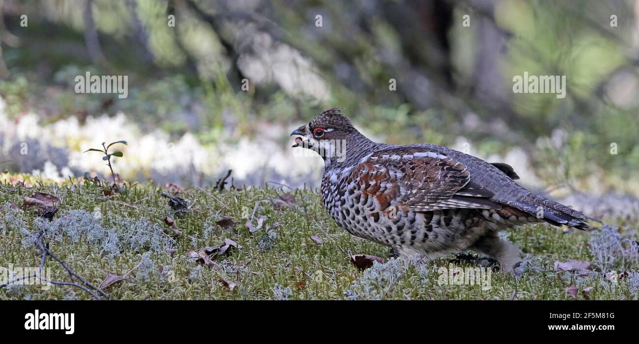 Maschio Hazel Grouse, in piedi su muschio / mangiare Cowberry Foto Stock