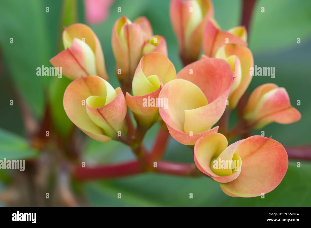 Euphorbia milii (corona di spine, pianta di Cristo, spina di Cristo) è una specie di pianta fiorente della famiglia Euphorbiacia Foto Stock