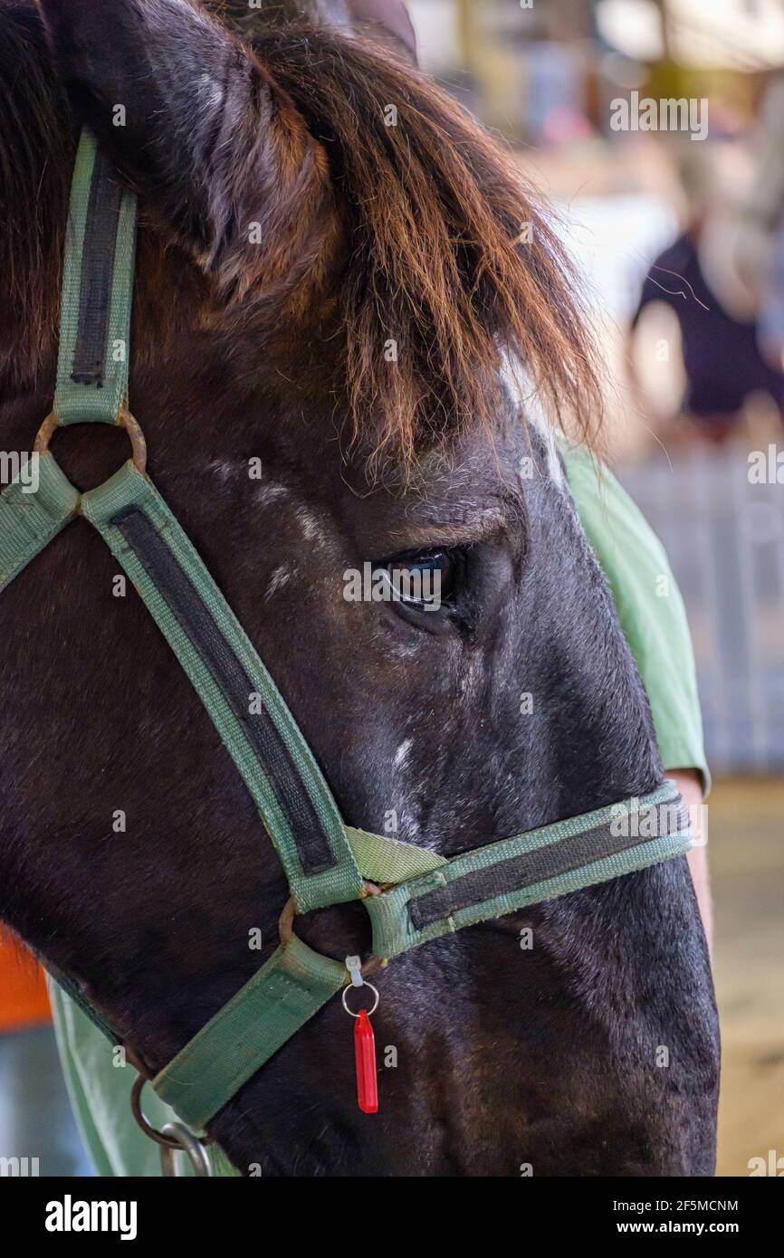 2019 Ekka - fabbri e guerrieri Foto Stock