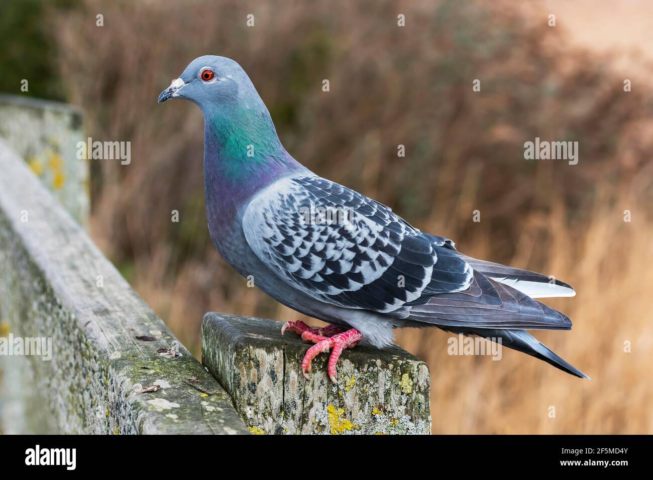 Feral Pigeon (Columba livia domestica), Riserva Naturale del Lago di Radipole, Dorset, Regno Unito Foto Stock