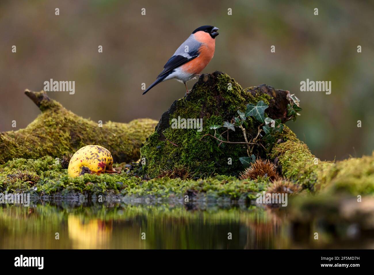 Maschio Bullfinch (Pyrrhula pirrhula), Dorset, Regno Unito Foto Stock