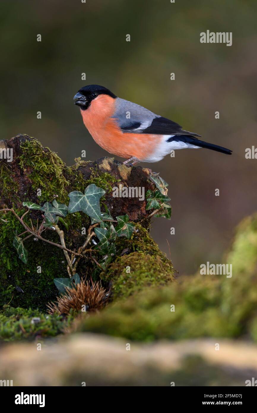 Maschio Bullfinch (Pyrrhula pirrhula), Dorset, Regno Unito Foto Stock