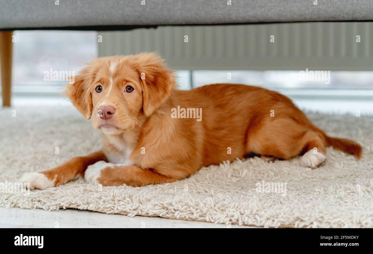 Toller cucciolo divertendosi a casa Foto Stock