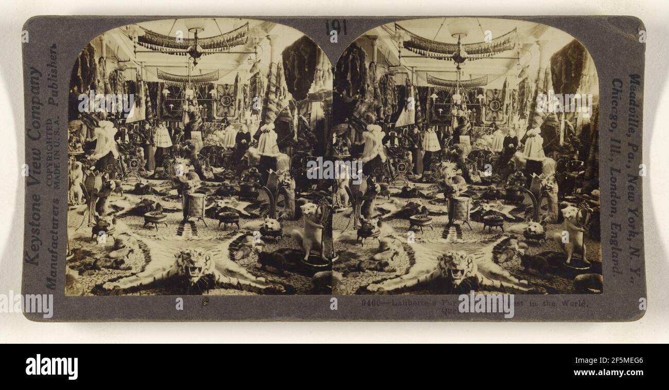 Laliberte's Fur Parlor - migliore nel mondo, Quebec, Canada. Keystone View Co. (Americano, fondato nel 1892, sciolto nel 1963) Foto Stock