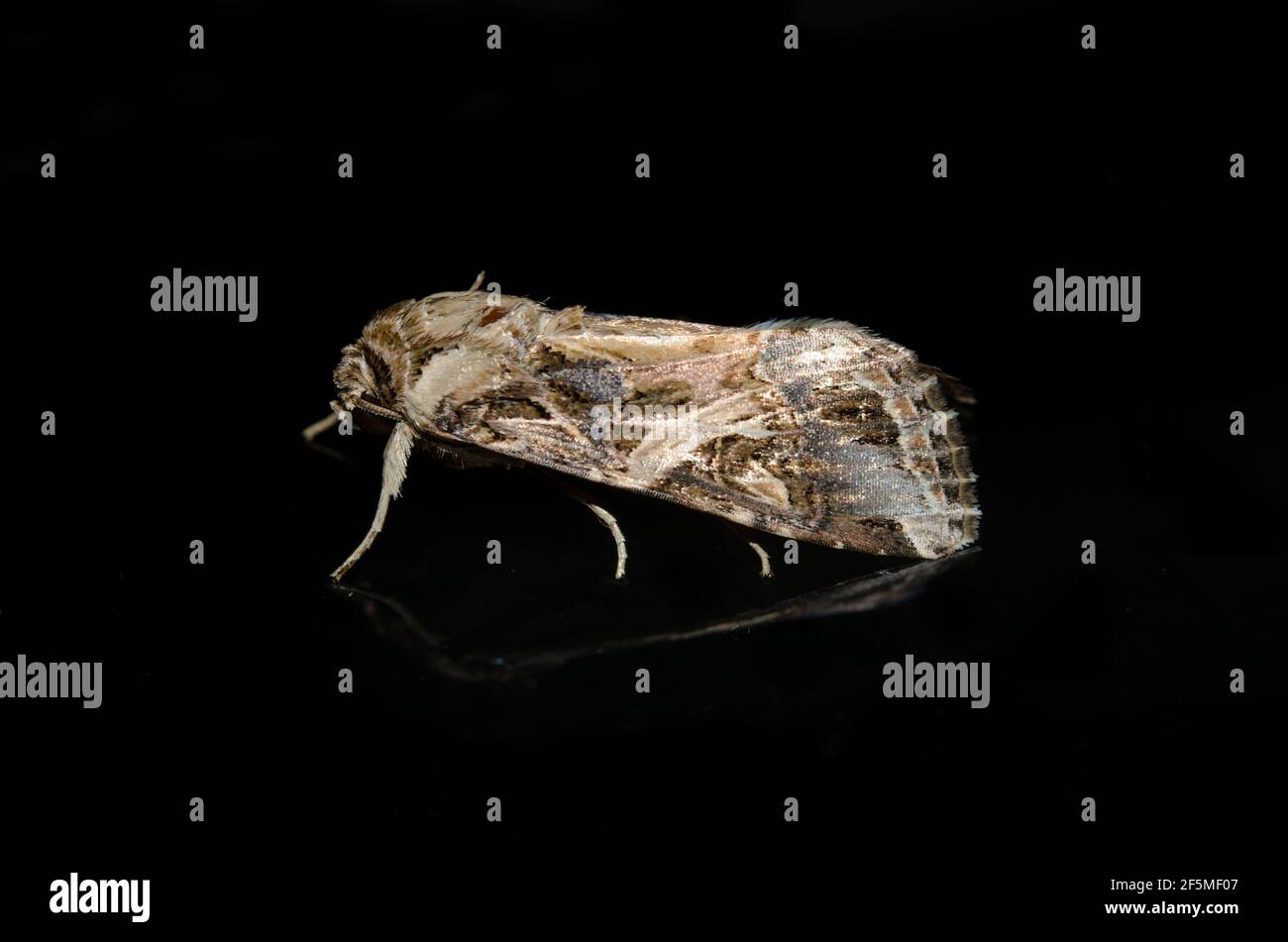 Tobacco Cutworm Moth, Spodoptera litura, su vetro, Klungkung, Bali, Indonesia Foto Stock