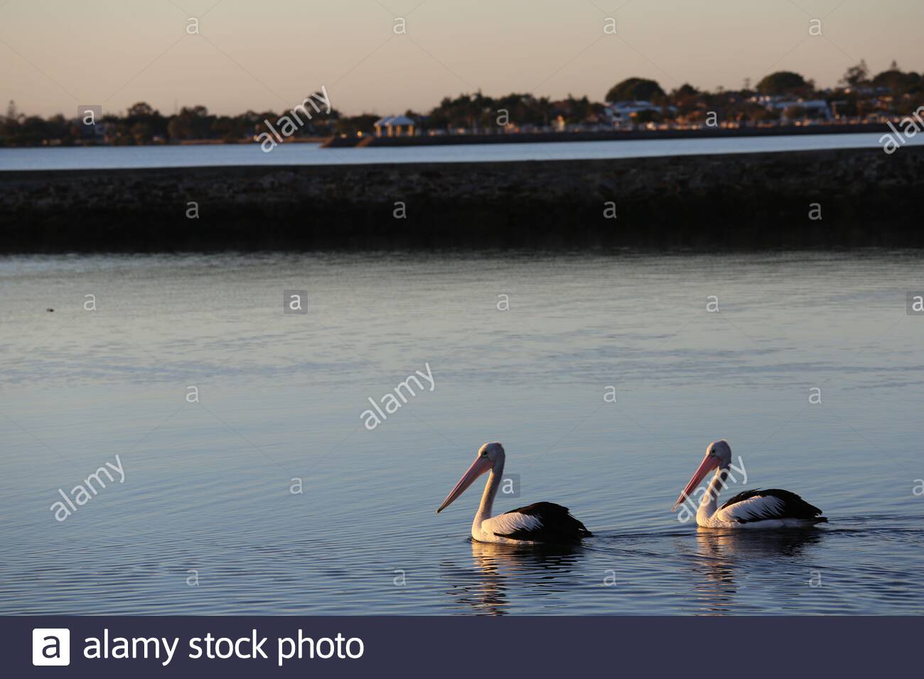 Un pellicano famiglia andare per una nuotata mattutina su acque calme in Wynham, Brisbane, Australia Foto Stock