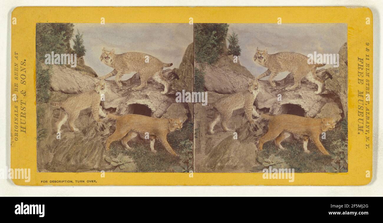 Classe i, ordine III, Carnivora. Famiglia Felidae. Wild Cat o Bay Lynx.... Eugene S. M. Haines (americano, 1833 - 1909) Foto Stock