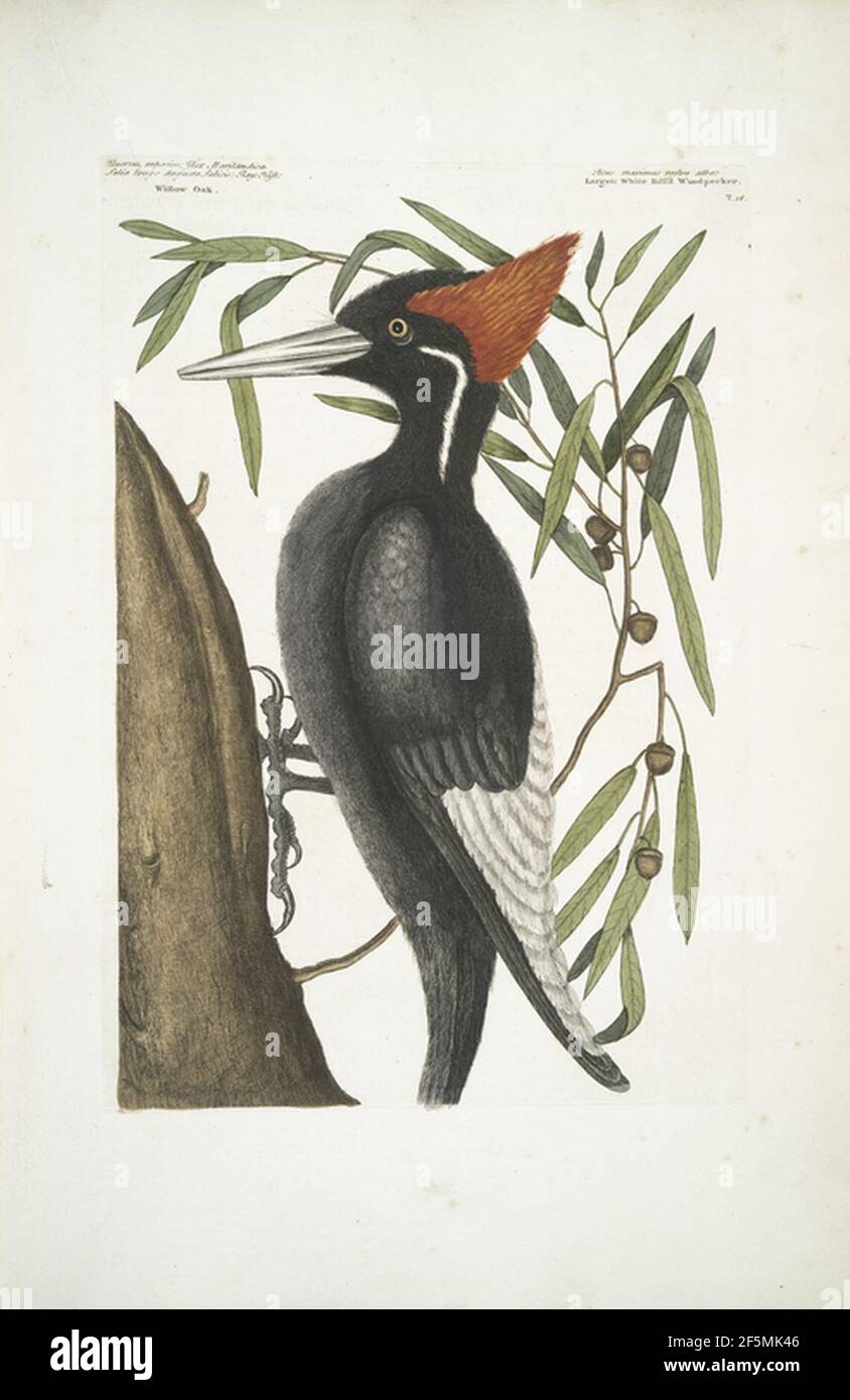 Quercus Anpotius di Mark Catesby 1754. Foto Stock