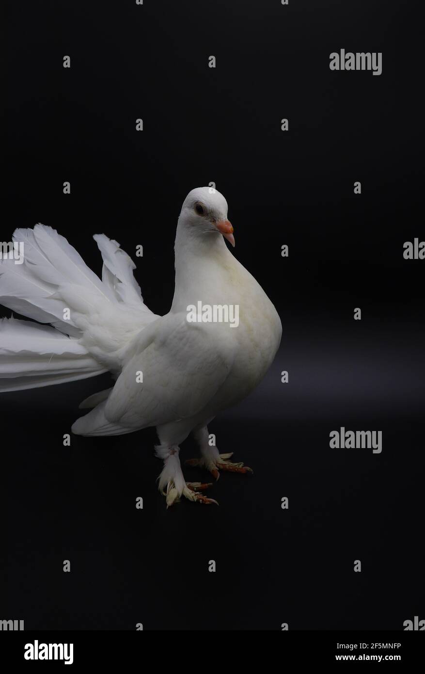 Piccione inglese Fantail, bellissimo piccione bianco isolato su sfondo nero Foto Stock