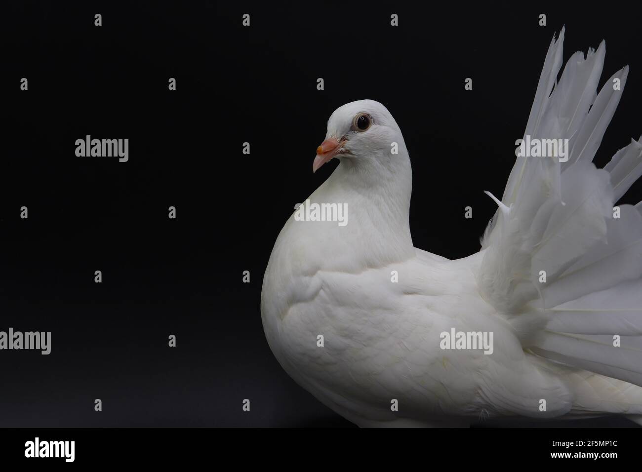Piccione inglese Fantail, bellissimo piccione bianco isolato su sfondo nero Foto Stock