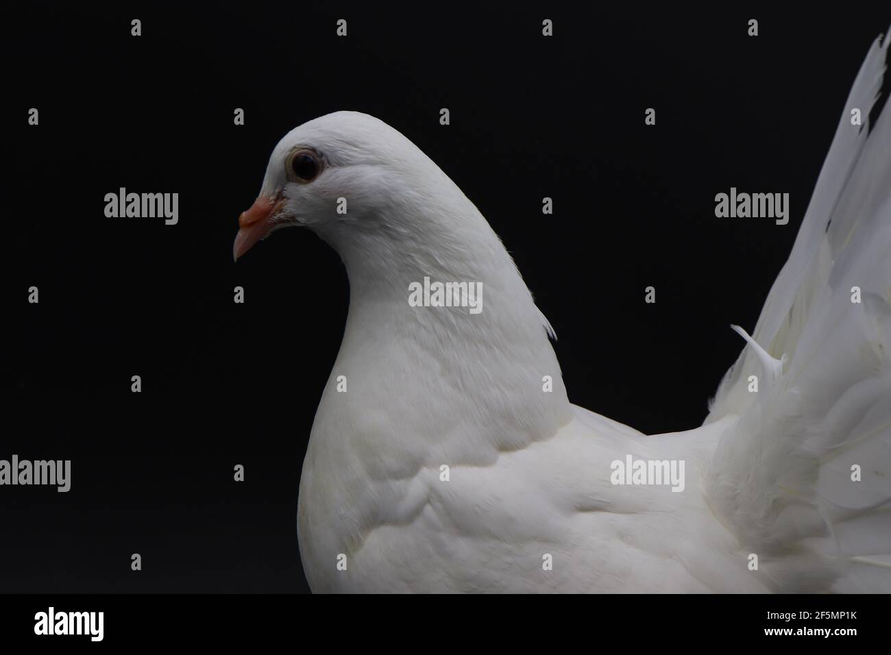 Piccione inglese Fantail, bellissimo piccione bianco isolato su sfondo nero Foto Stock
