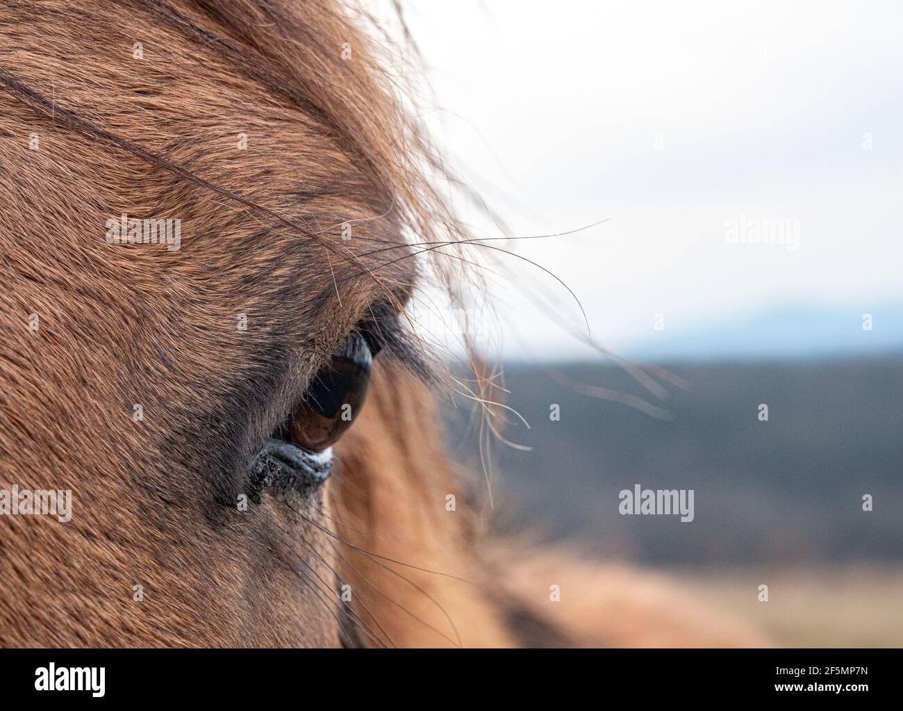 Primo piano di occhio di cavallo marrone sul prato Foto Stock
