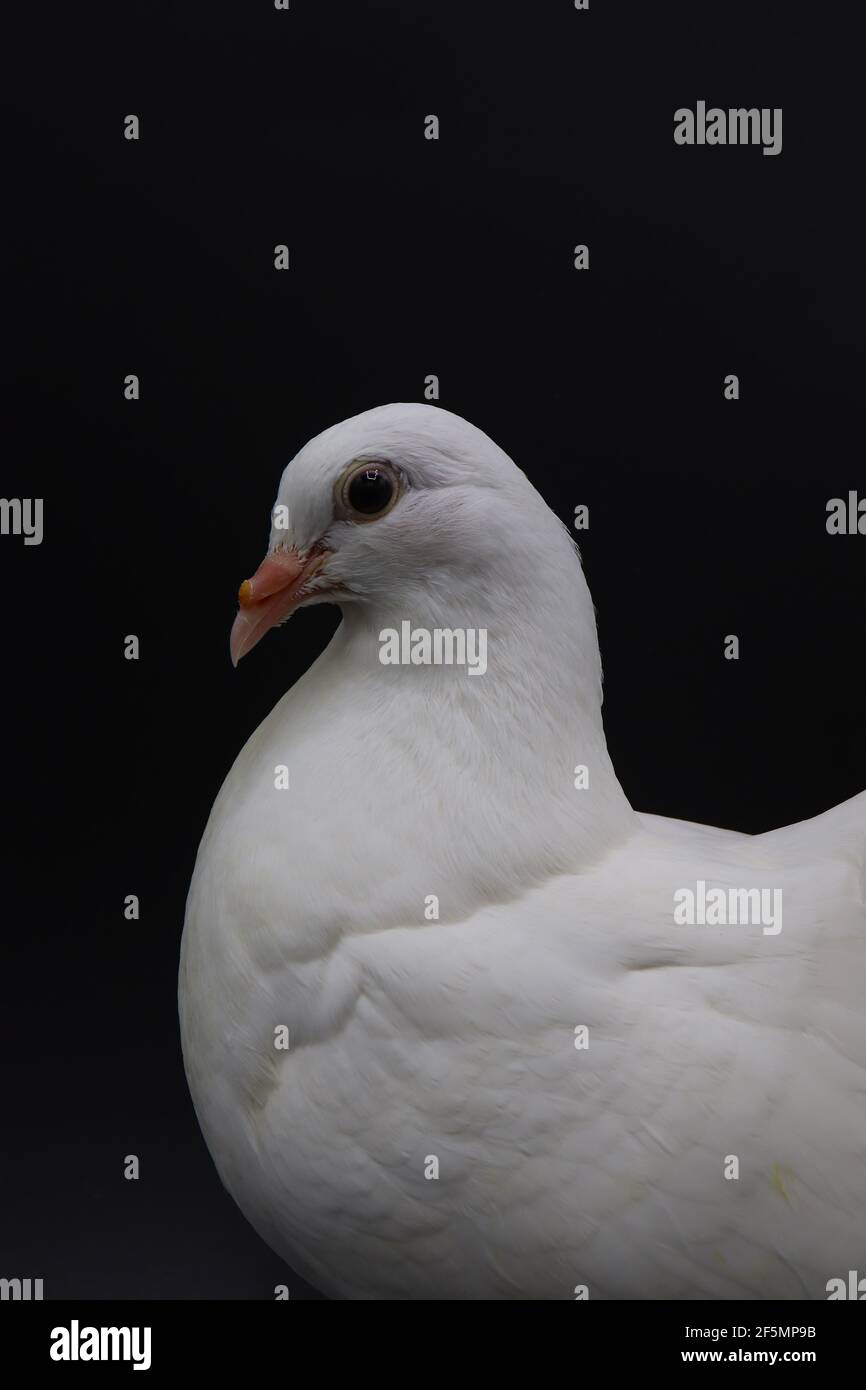 Piccione inglese Fantail, bellissimo piccione bianco isolato su sfondo nero Foto Stock