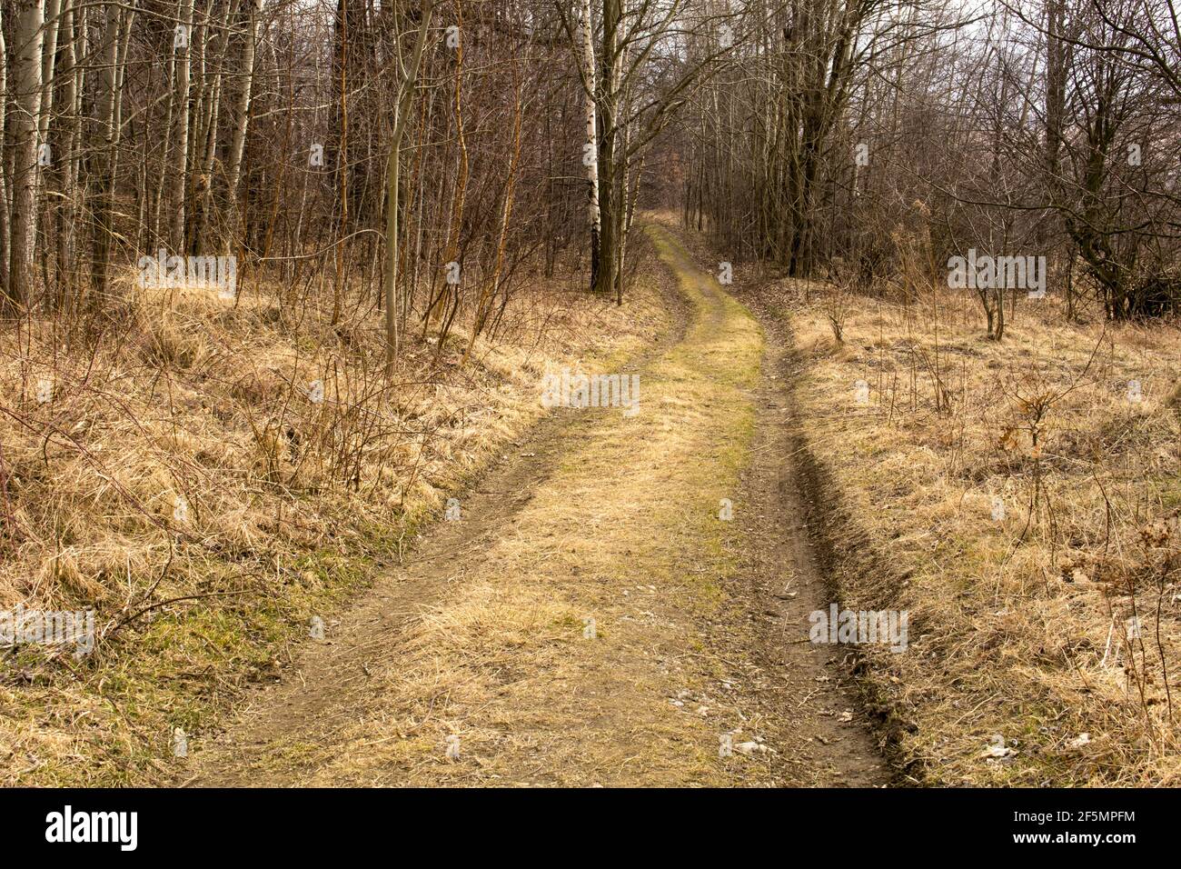 strada rurale nella foresta Foto Stock