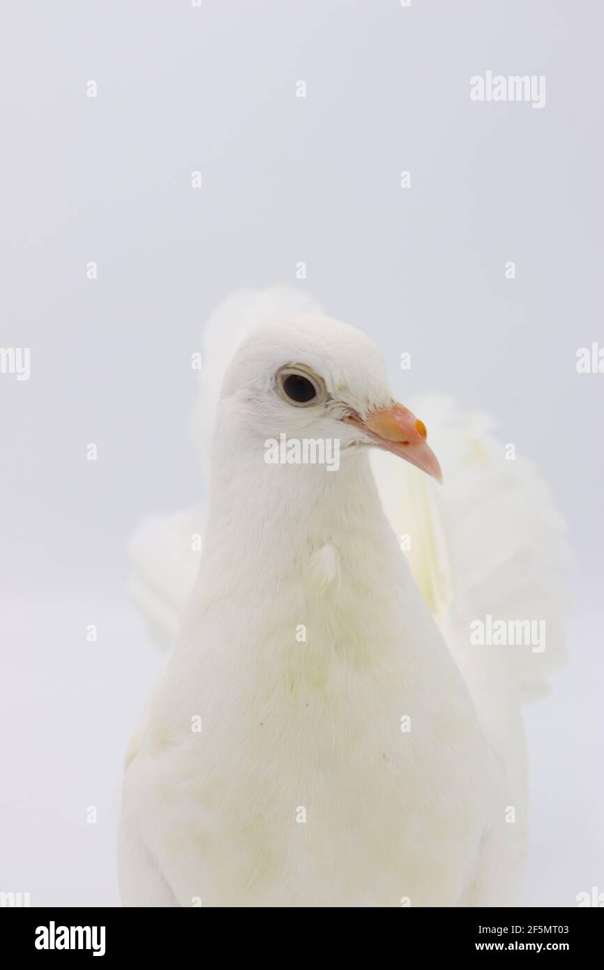 Piccione inglese Fantail, bellissimo piccione bianco isolato su sfondo bianco Foto Stock