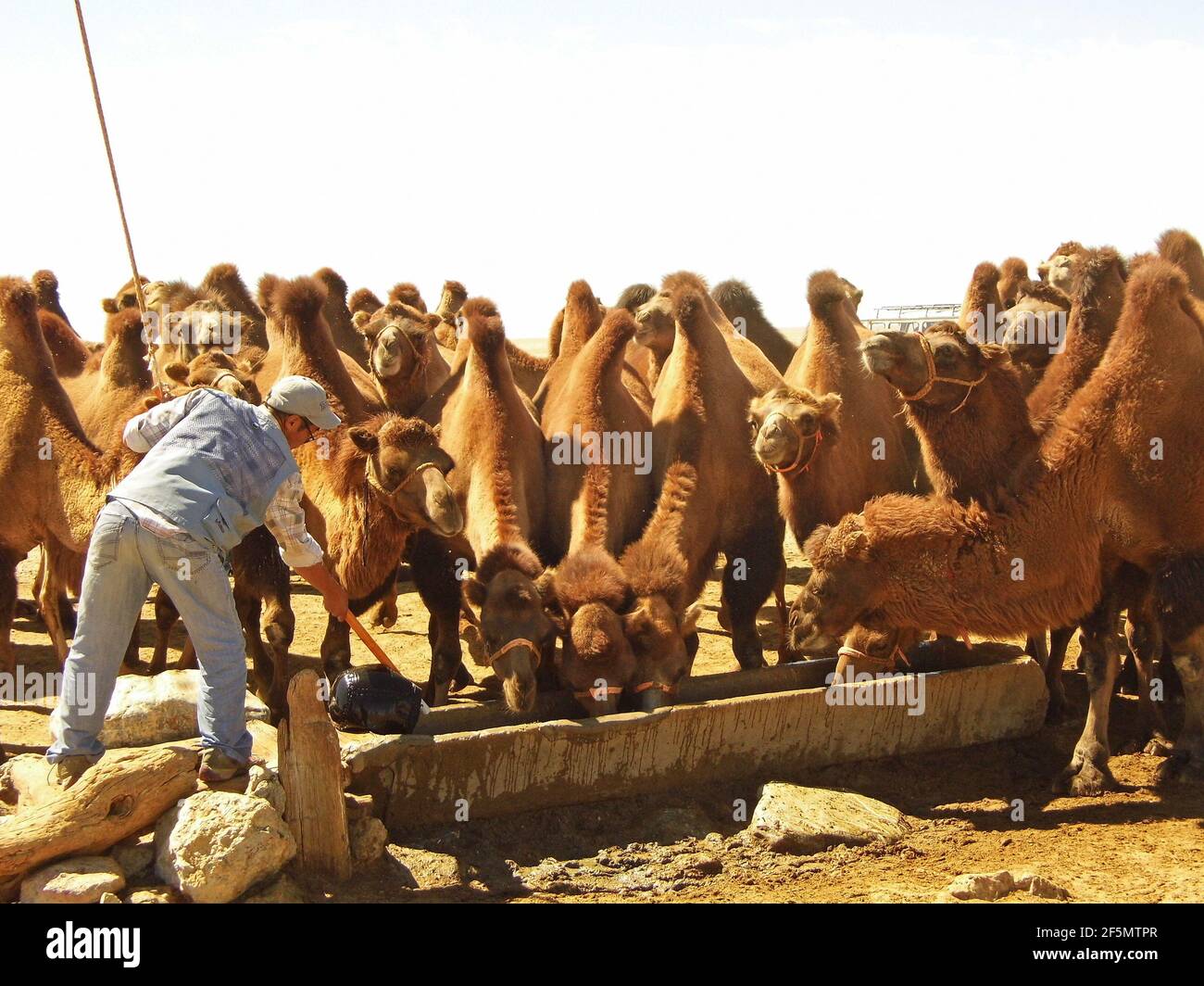 Uomo che dà acqua ai cammelli di Bactria, deserto di Gobi, Mongolia Foto Stock