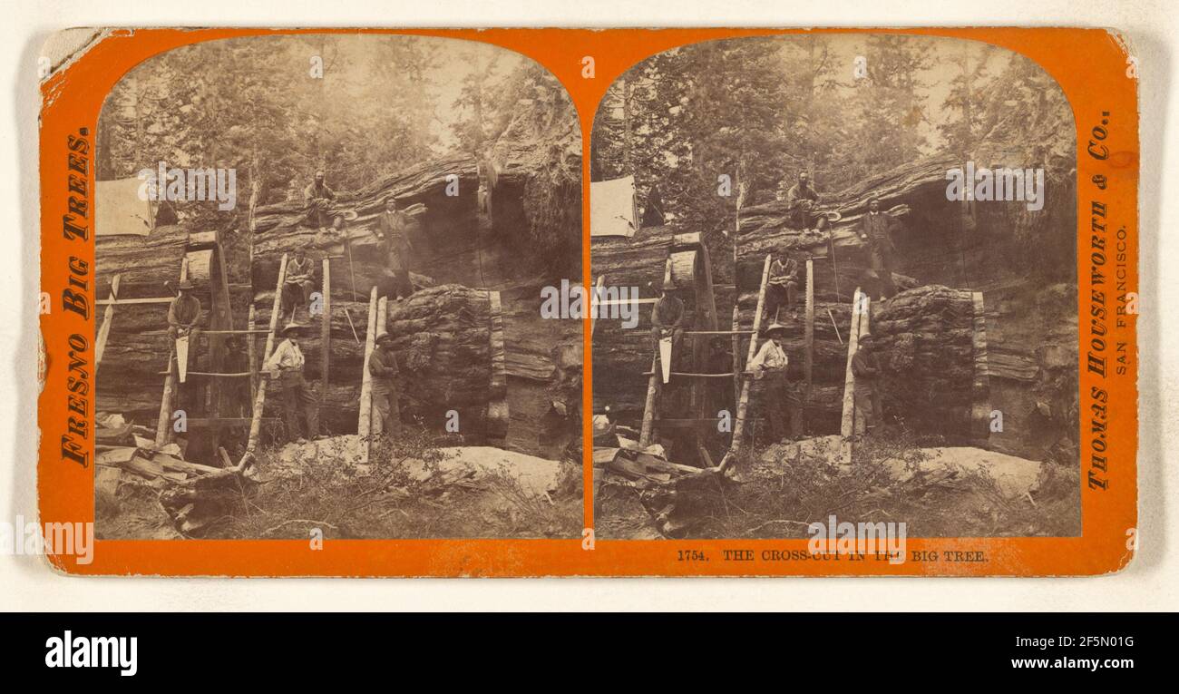 Il taglio trasversale nel grande albero. Thomas Houseworth & Company Foto Stock
