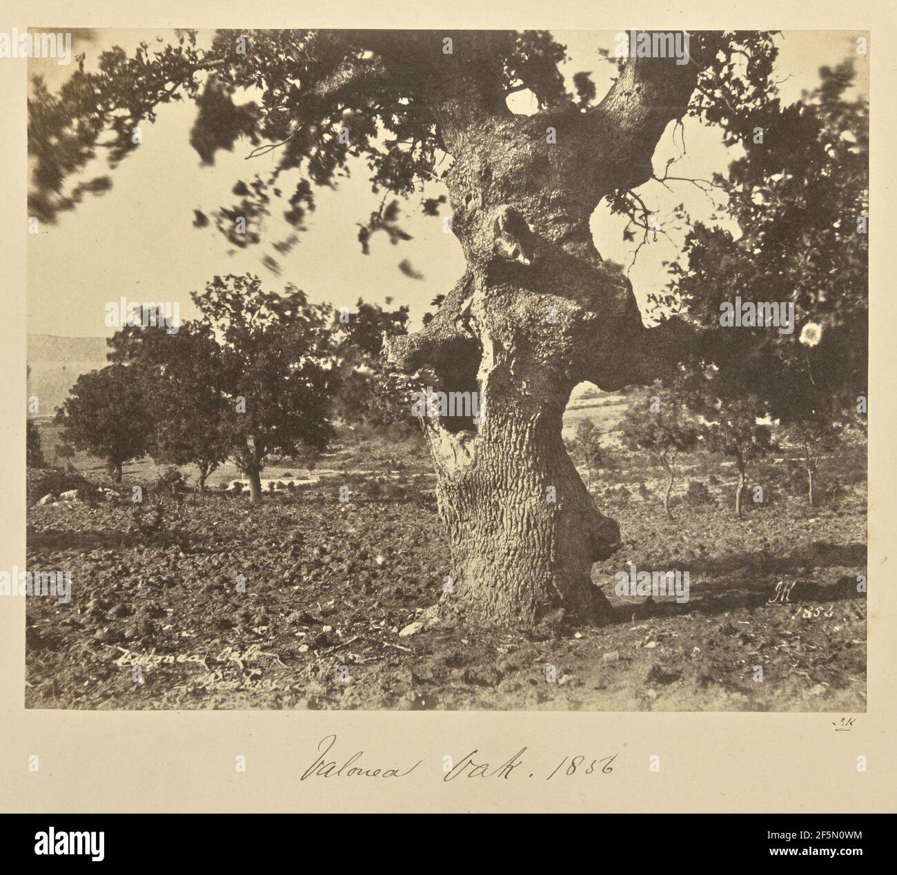 Valonea Rovere, Renkioi. John Kirk (Scottish, 1832 - 1922) Foto Stock