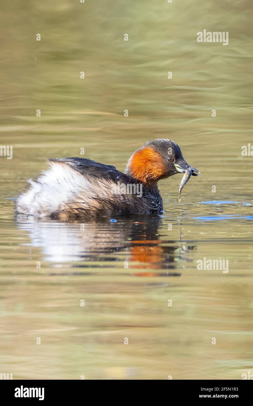 Primo piano di un piccolo grebe, Tachybaptus ruficollis, foraggio con pesce in becco Foto Stock