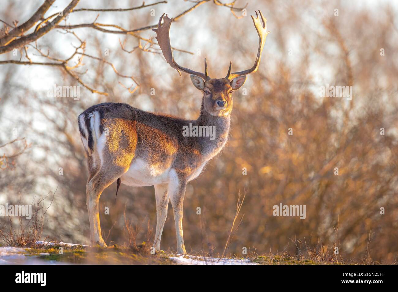 Allow cervi pugno Dama Dama foraggio nella foresta invernale neve e ghiaccio, fuoco selettivo è utilizzato. Foto Stock