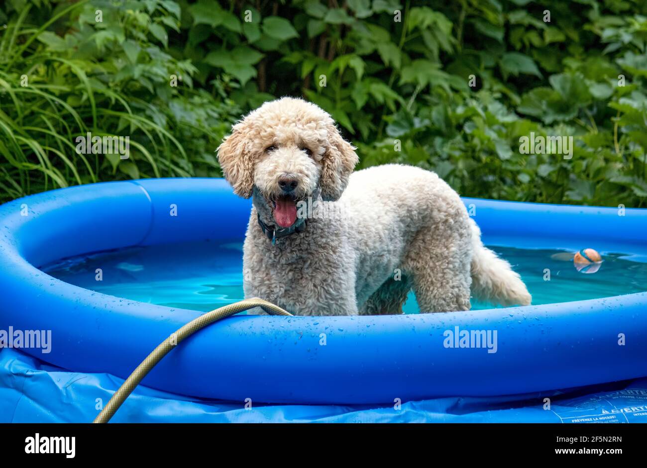 Festa in piscina! Un giovane poodle standard si raffredda in una piscina blu gonfiabile nel cortile Foto Stock