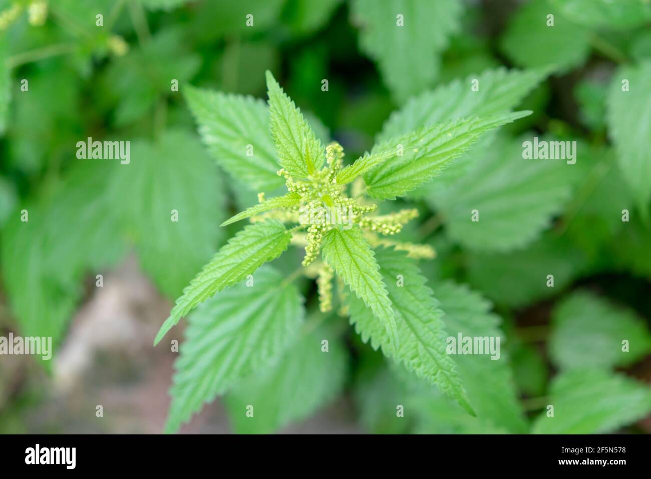 Ortica comune, ortica pungente o foglia di ortica, o appena un ortica o stinger, è una pianta erbacea perenne flowering (lat. Urtica dioica) Foto Stock