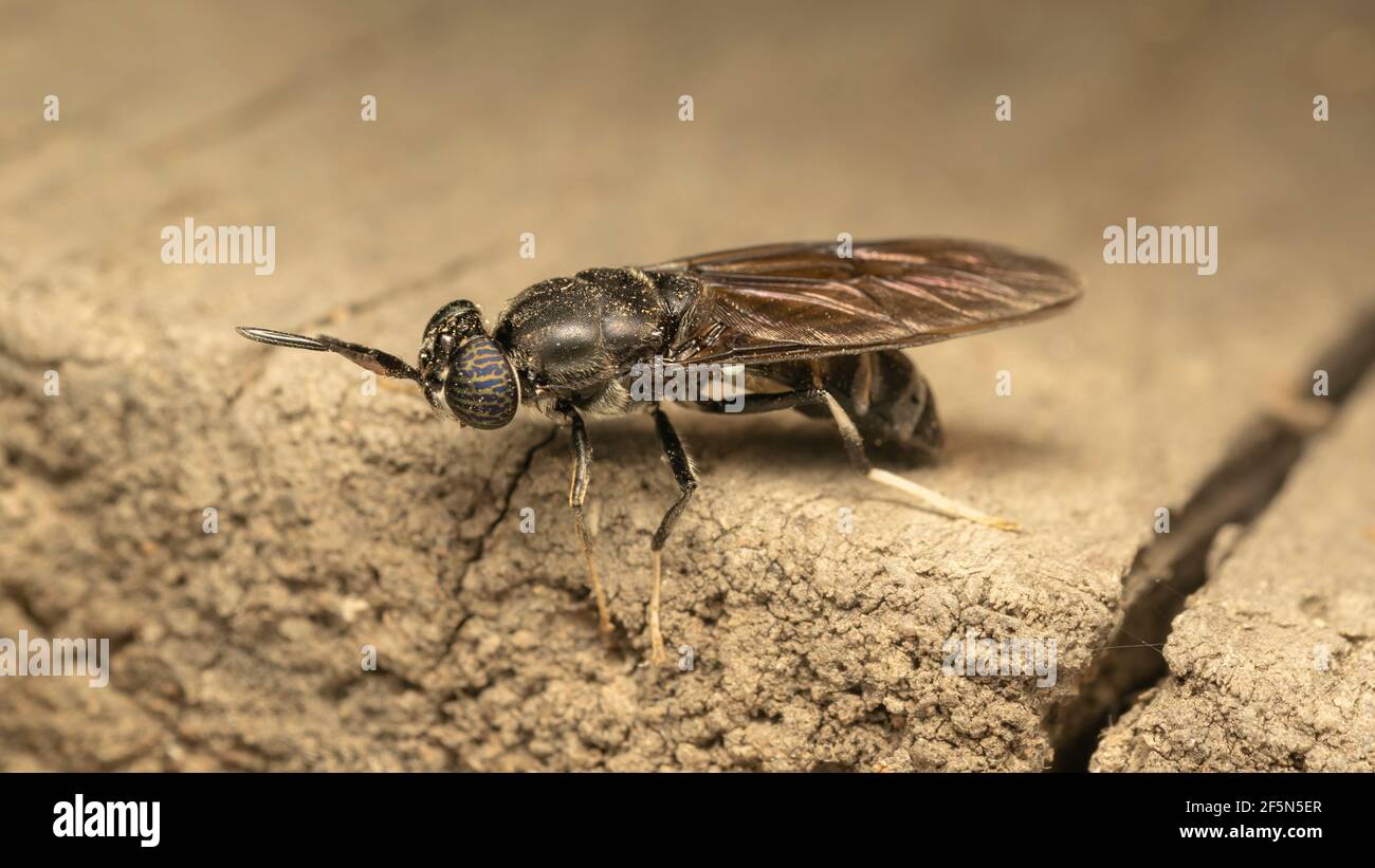 La mosca nera del soldato (lat. Hermetia illucens), è una mosca comune e diffusa della famiglia degli Stratiomyidae Foto Stock