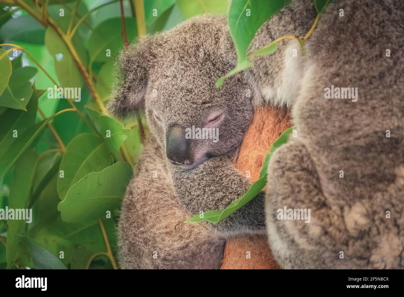 Primo piano, tenero ritratto di un giovane orso Koala (Phascolarctos cinereus) in un albero del Queensland, Australia. Foto Stock