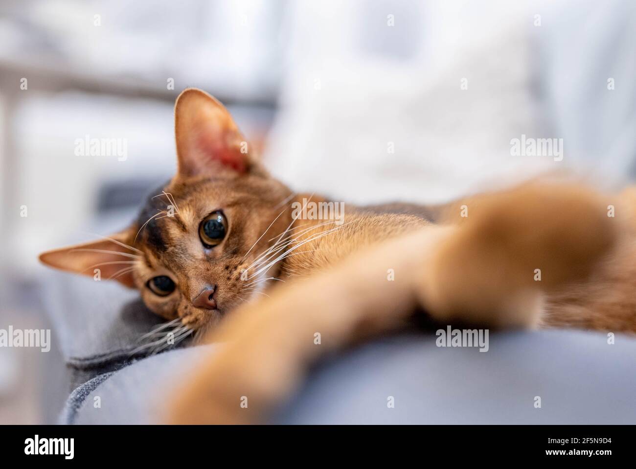 Carino gatto abissino sdraiato su un divano grigio a casa e giocare con un mouse. Foto Stock