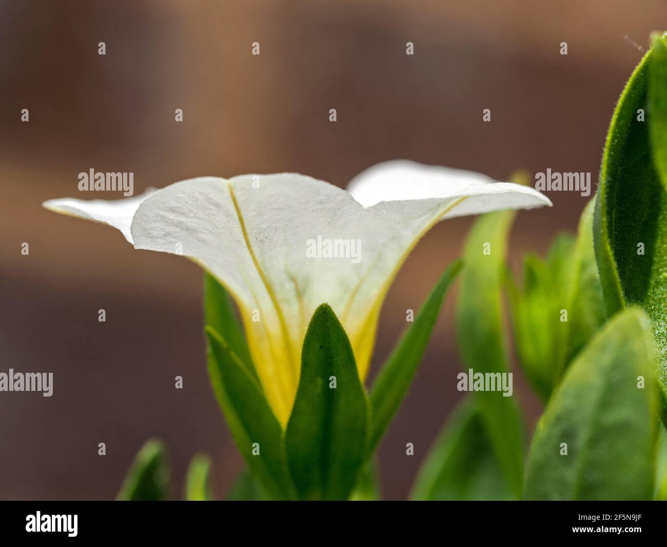 Primo piano di un fiore bianco di un giallo di Calibrachoa Foto Stock