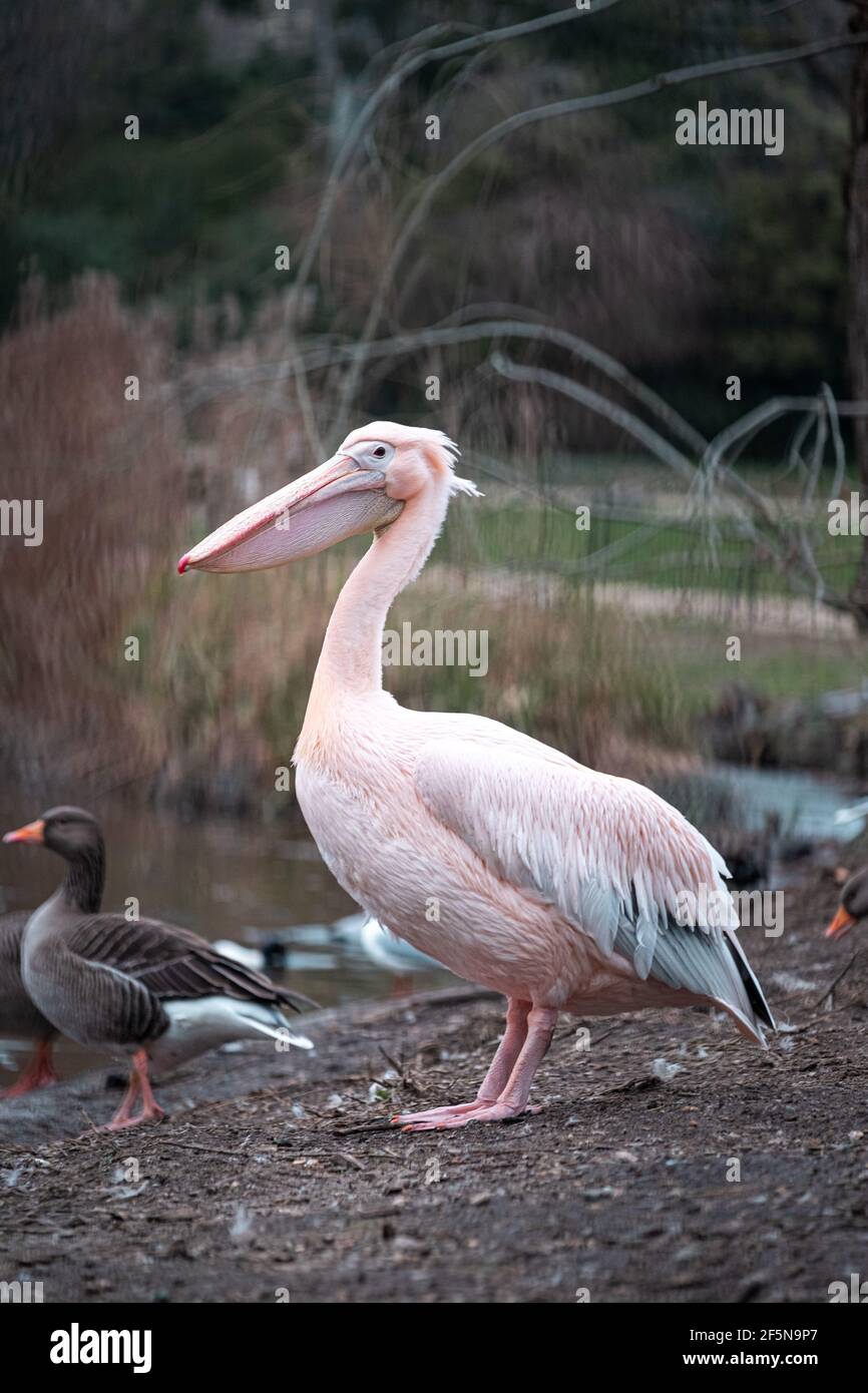 Incredibilmente grande uccello pellicano rosa in piedi tra le altre anatre e. Uccelli in un parco nel centro della città di Londra Foto Stock