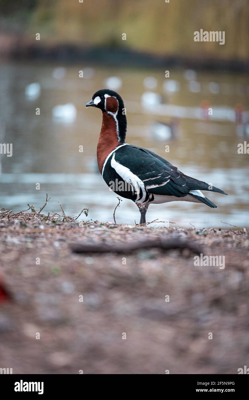 Bella vista di un uccello blu e arancio in un parco nel centro della città di Londra. Freddo giorno d'inverno, uccelli e anatre godendo la calma all'aperto Foto Stock