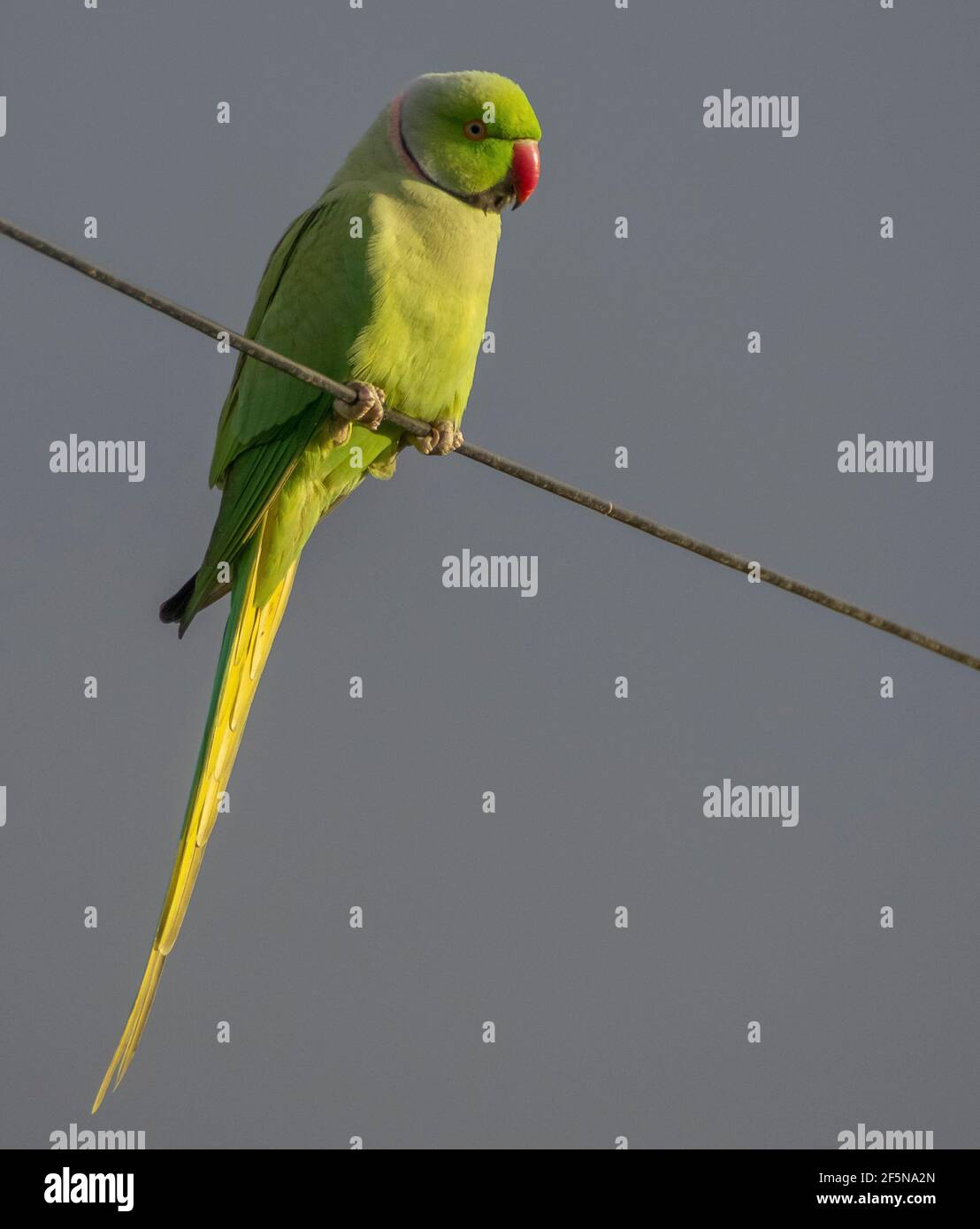 Un parakeet a collo d'anello (Psittacula krameri) Perching su un filo in luce solare serale (Regno Unito) Foto Stock