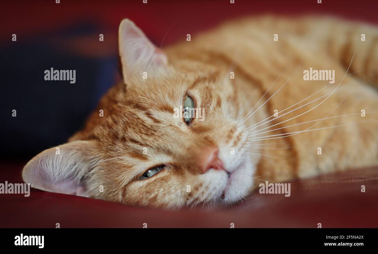 Zenzero Tabby Cat con occhi verdi poggia sul divano all'interno. Primo piano di Sleepy Orange Domestic Cat. Foto Stock