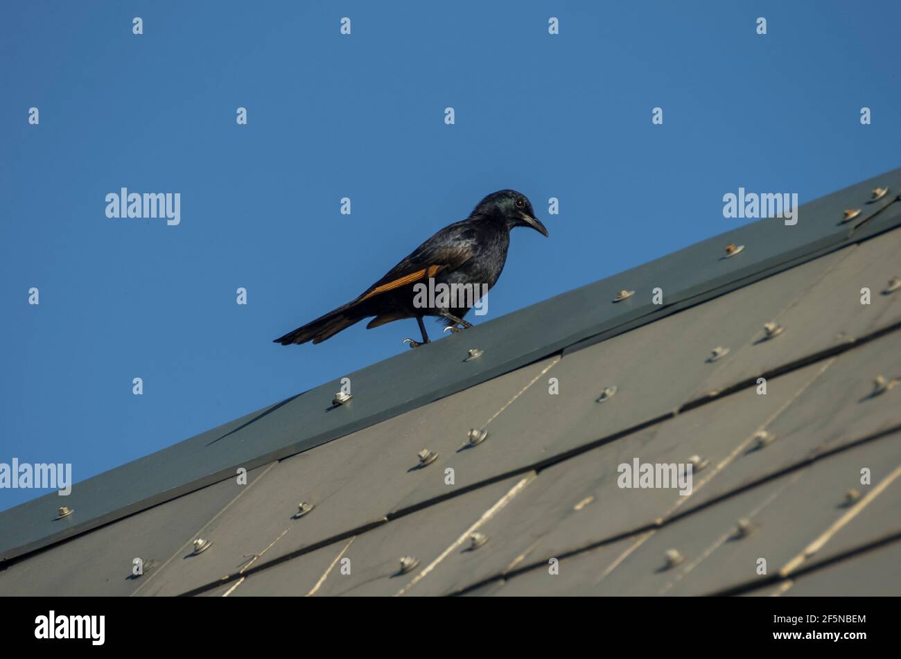 Uno Starling alato Rosso (Onychognathus morio) su un tetto in cima a Table Mountain, Città del Capo, Sud Africa. Foto Stock