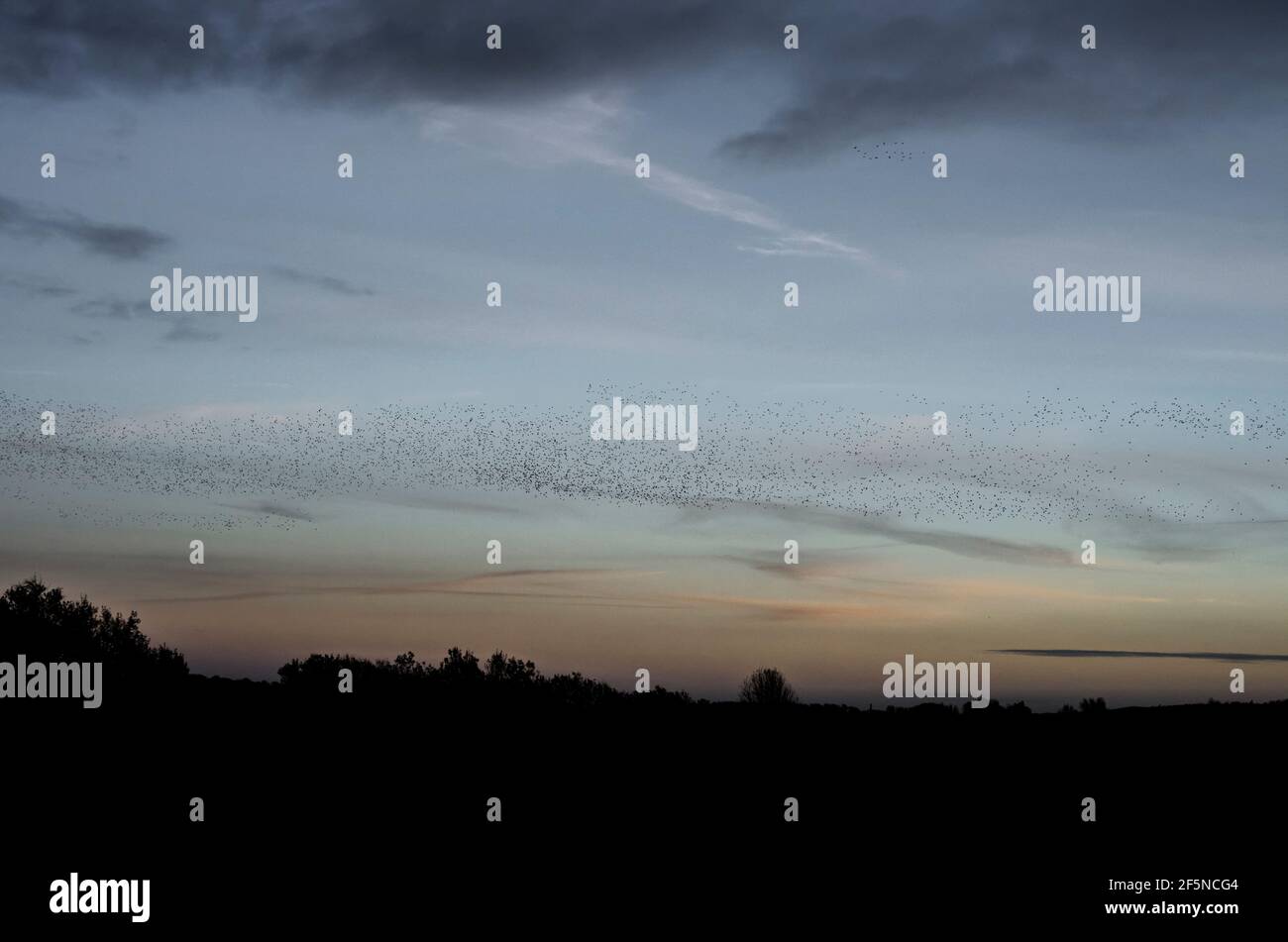 Vasto gregge di stelle (Sturnus vulgaris) al tramonto in inverno al RSPB Ham Wall, Somerset, Regno Unito Foto Stock