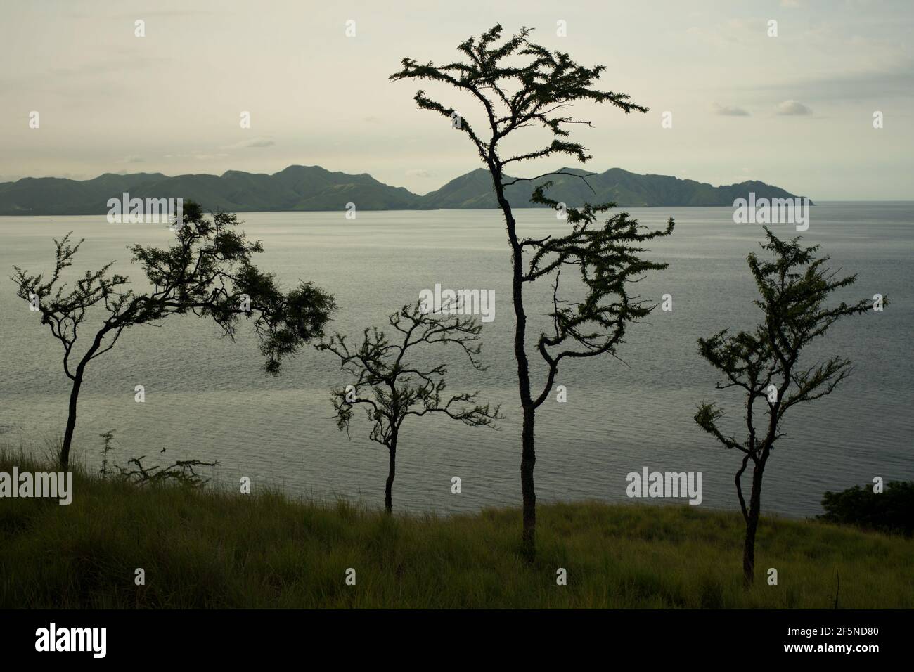 Alberi su prati, un tipico paesaggio in molte parti della provincia indonesiana di Nusa Tenggara orientale, fotografati durante un periodo di transizione dalla stagione delle piogge alla stagione secca nell'aprile 2015, nella zona costiera di Kajuwulu vicino Maumere, sull'isola di Flores. Quest'anno, diverse zone climatiche nelle isole minori di Sunda, dove si trova la provincia di Nusa Tenggara Est, insieme a Java dovrebbe vedere l'inizio della stagione secca nel mese di aprile, secondo l'Agenzia di Meteorologia e Geofisica dell'Indonesia, BMKG, in un comunicato il 25 marzo 2021. Foto Stock