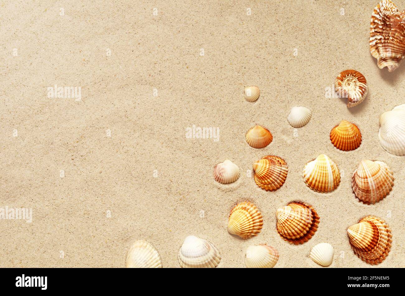 Conchiglie sulla spiaggia di sabbia. Sfondo estivo. Foto Stock